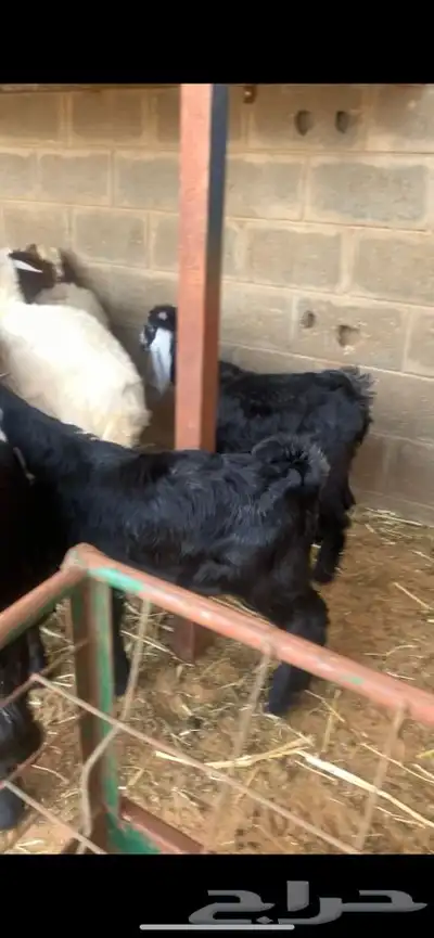 ذبايح حري نعيمي نجدي تيوس يوجد ذبح وتوصيل 2