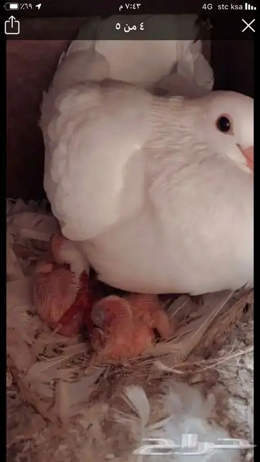 حمام فرنسي لاحم 3