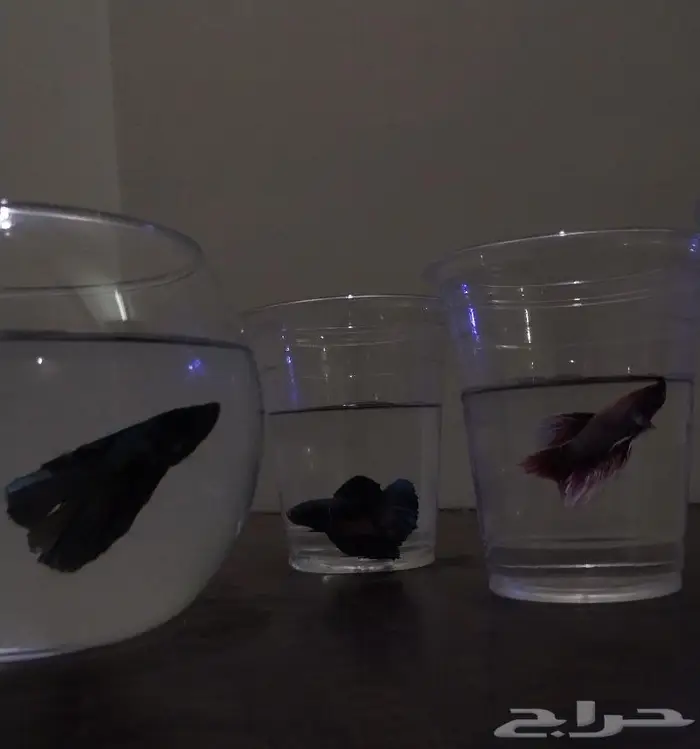 سمك الفايتر 13