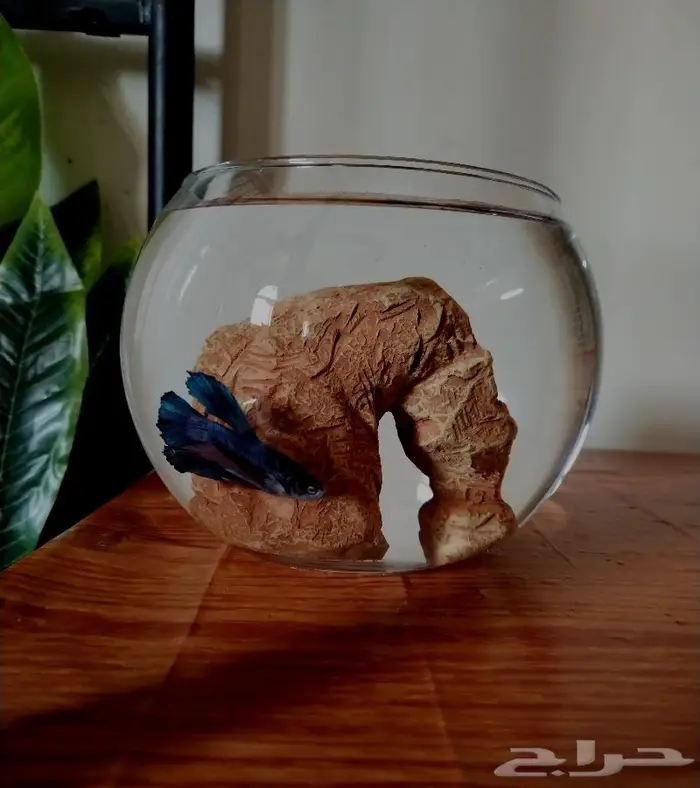 سمك الفايتر 1