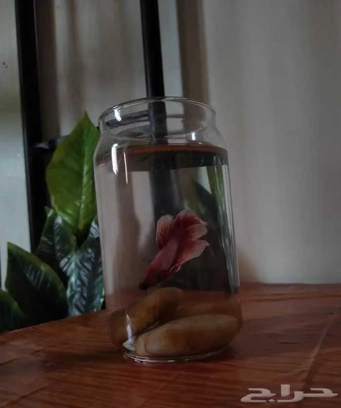 سمك الفايتر 7