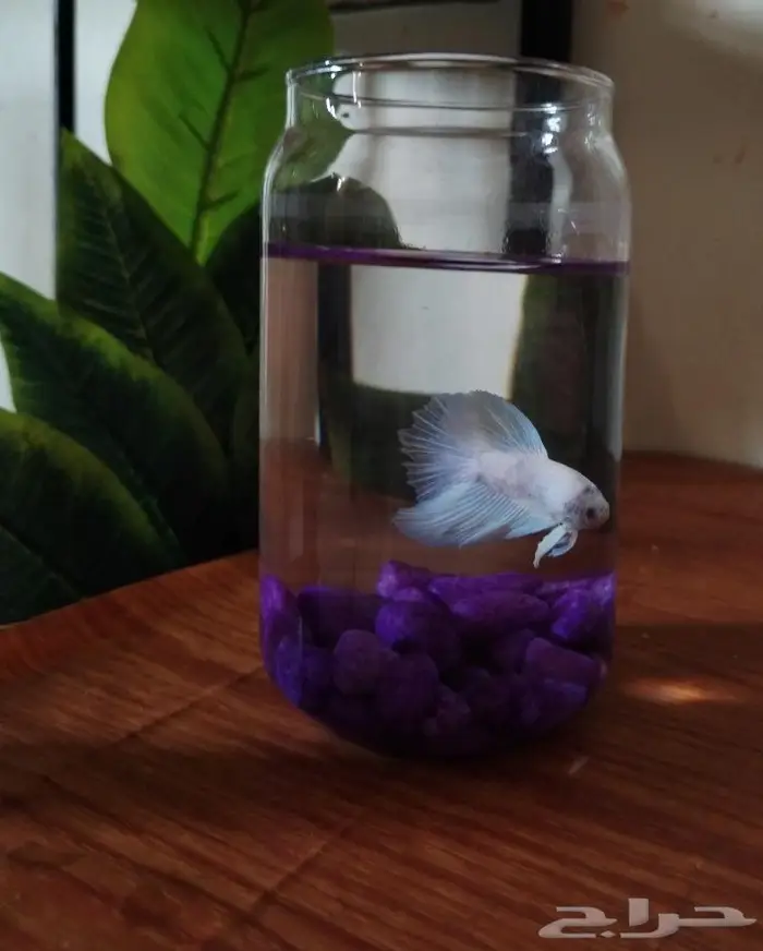 سمك الفايتر 4