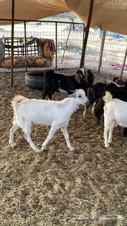 ذبيحتك مفصلة و موصلة لباب بيتك 28