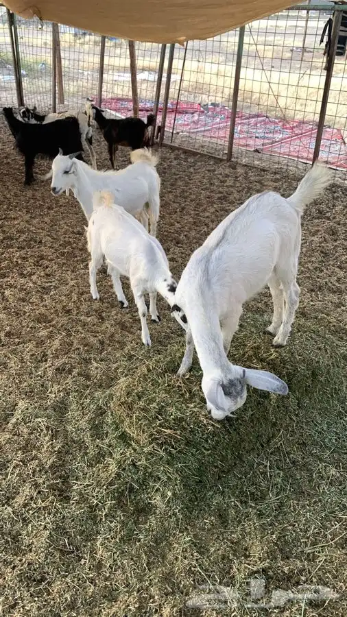 ذبيحتك مفصلة و موصلة لباب بيتك 24