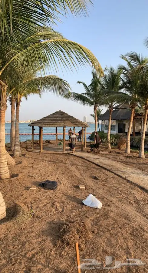 عشب اخضر طبيعي نجيله انجيله ثيل 55