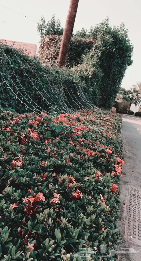 عشب اخضر طبيعي نجيله انجيله ثيل 88