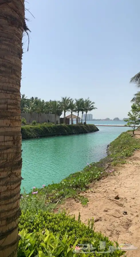 عشب اخضر طبيعي نجيله انجيله ثيل 61