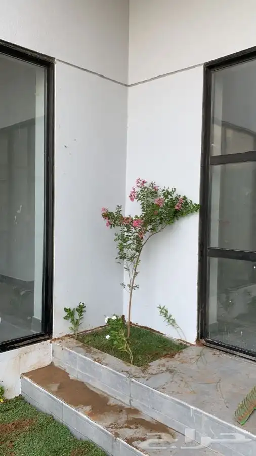 عشب اخضر طبيعي نجيله انجيله ثيل 64