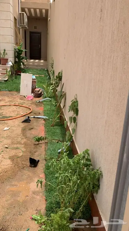 عشب اخضر طبيعي نجيله انجيله ثيل 42