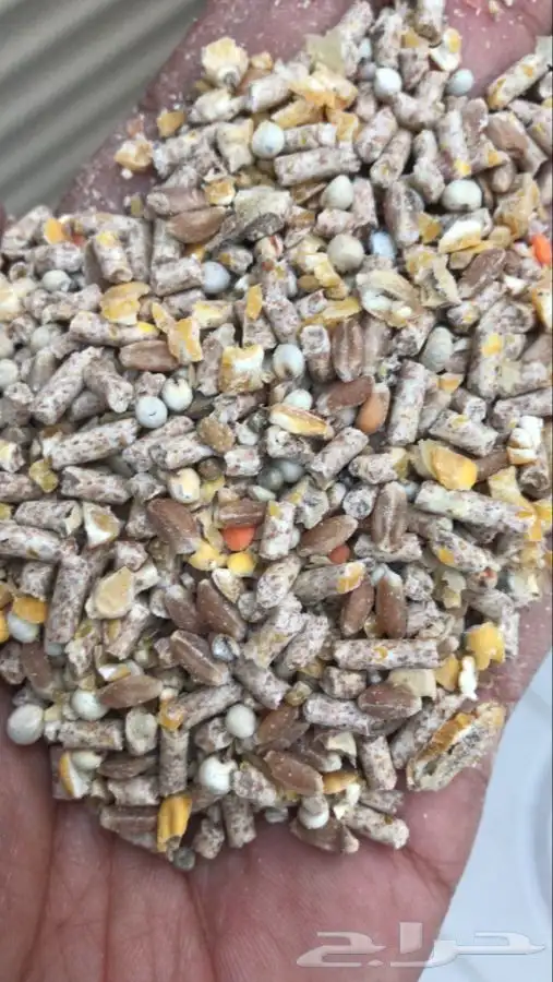 اكل طيور الحمام و الدجاجه الدجاج صيصان صوص 0