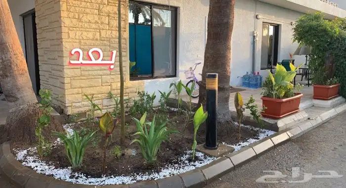 عشب اخضر طبيعي نجيله انجيله ثيل 91