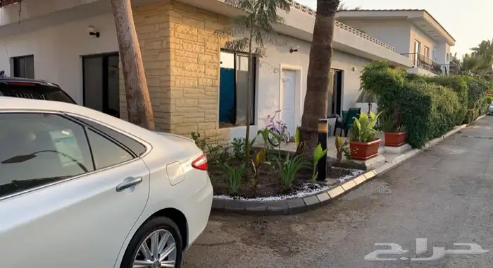 عشب اخضر طبيعي نجيله انجيله ثيل 95