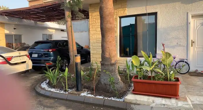 عشب اخضر طبيعي نجيله انجيله ثيل 94