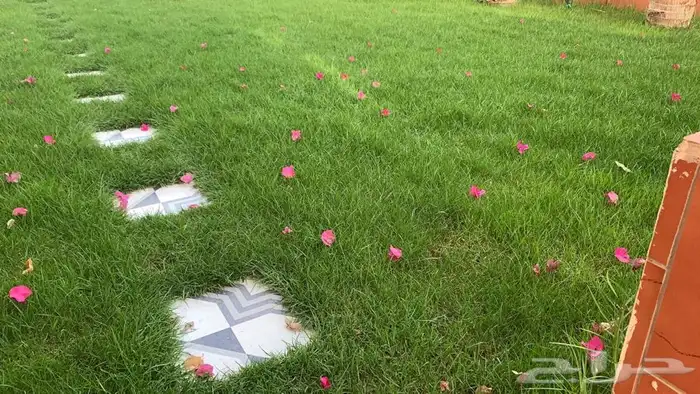 عشب اخضر طبيعي نجيله انجيله ثيل 74