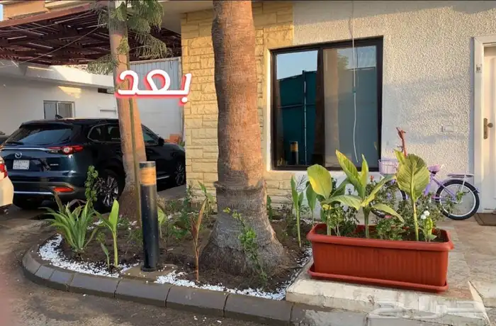 عشب اخضر طبيعي نجيله انجيله ثيل 92