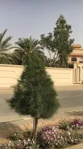 شتلات اثل امريكي مصدات رياح 4