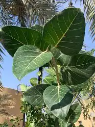 شتلات فيكس بنغالي ( فيكس بنقالي) 1