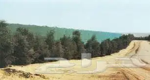 شتلات اثل امريكي مصدات رياح 0