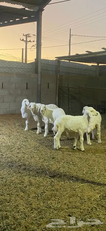 خرفان حريات 0