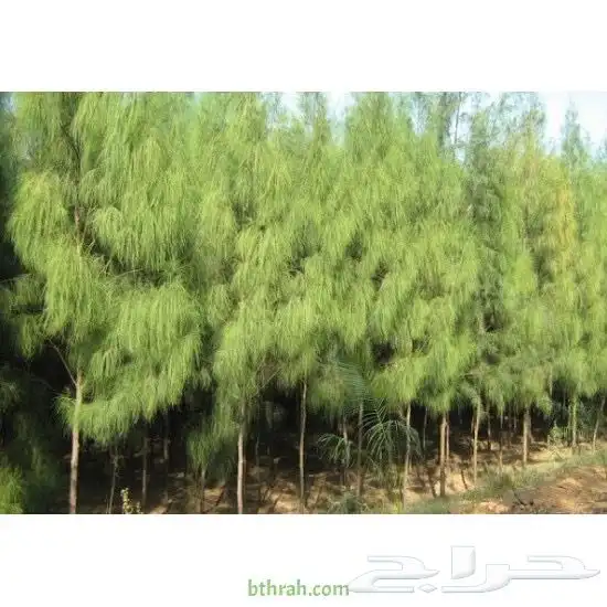 شتلات اثل امريكي مصدات رياح 3