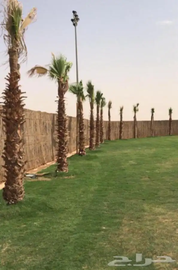 سعف نخل رولات السعف جريد نخل عسف النخل 4