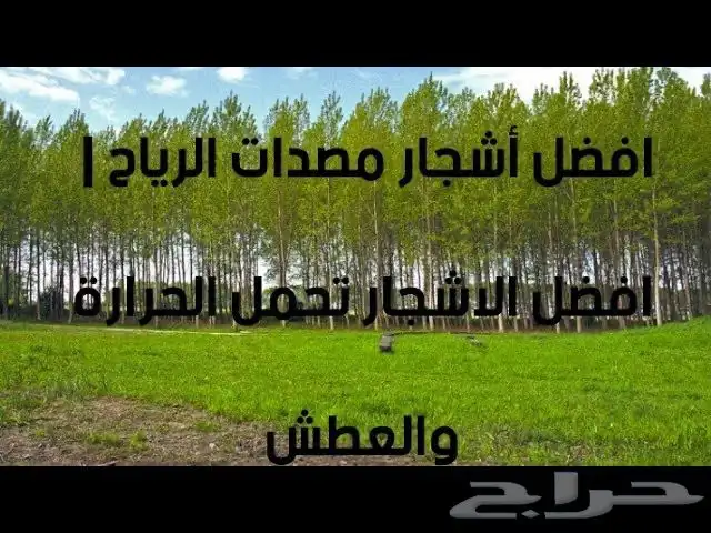 شتلات اثل امريكي مصدات رياح 2