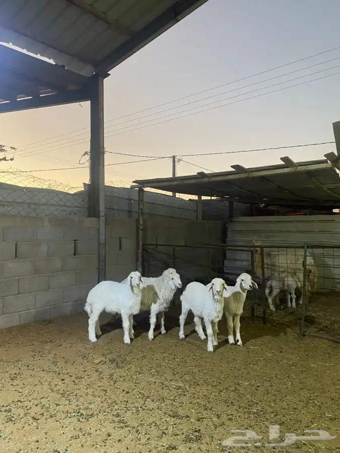 خرفان حريات 2