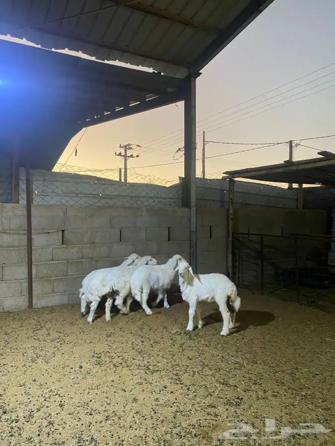 خرفان حريات 1