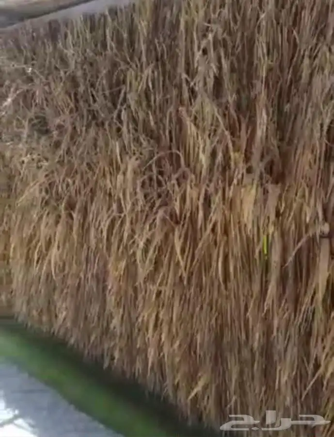 سعف نخل رولات السعف جريد نخل عسف النخل 1