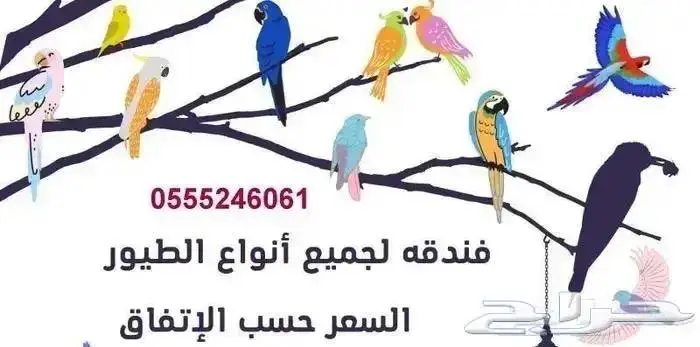 فندقه قطط - فندقة طيور -61 60 24 55 05 الرياض 1