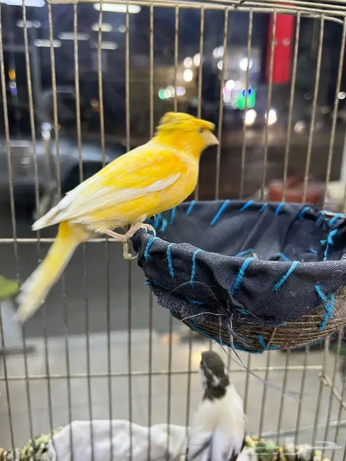 كناري مغرد 28