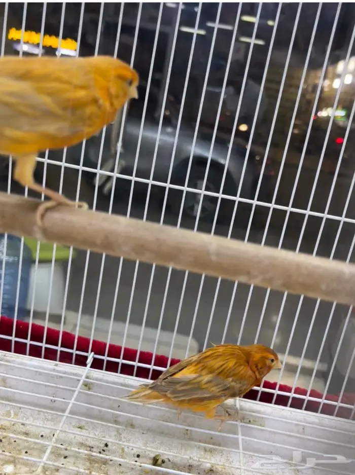 كناري مغرد 25