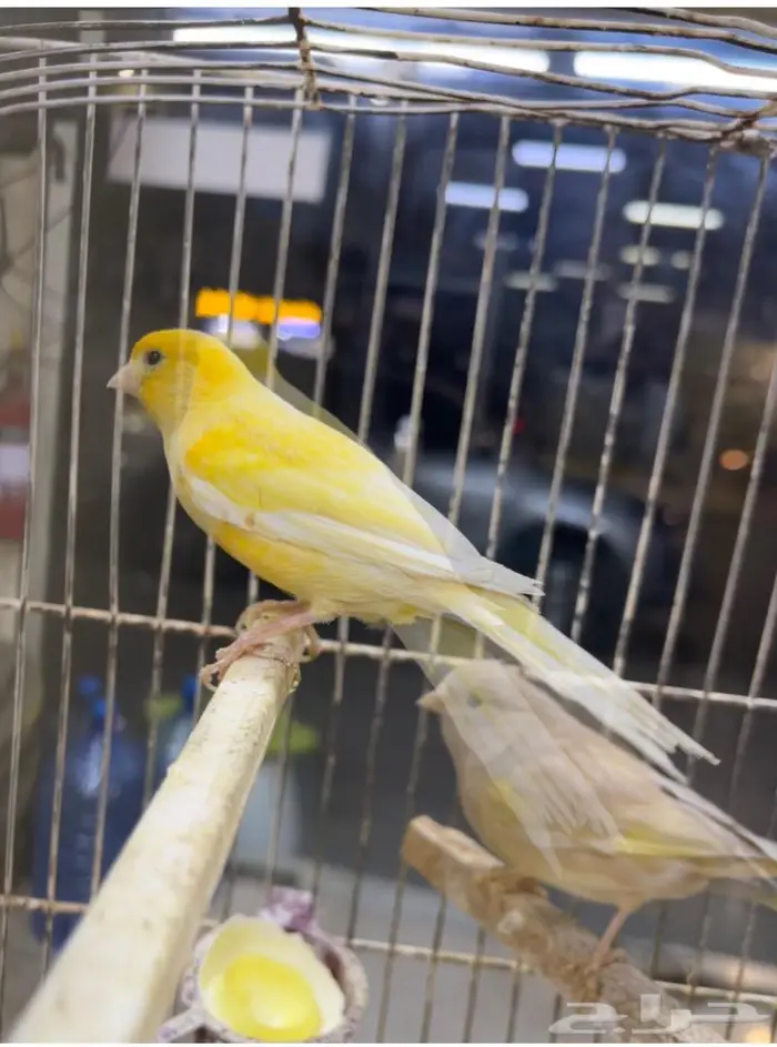 كناري مغرد 22