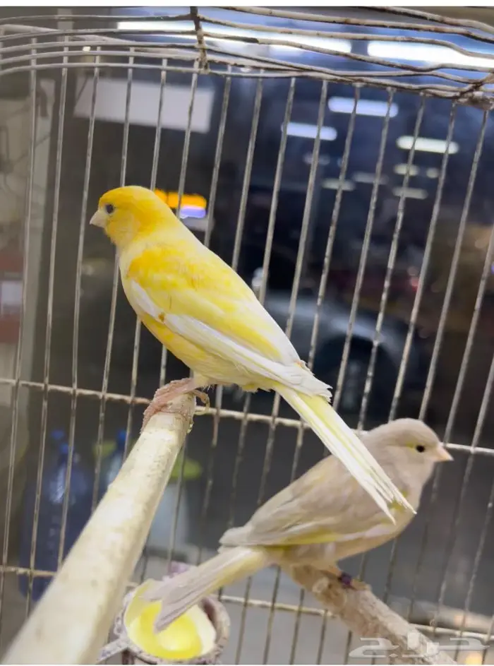 كناري مغرد 23