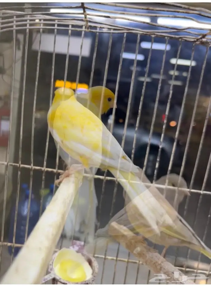 كناري مغرد 21