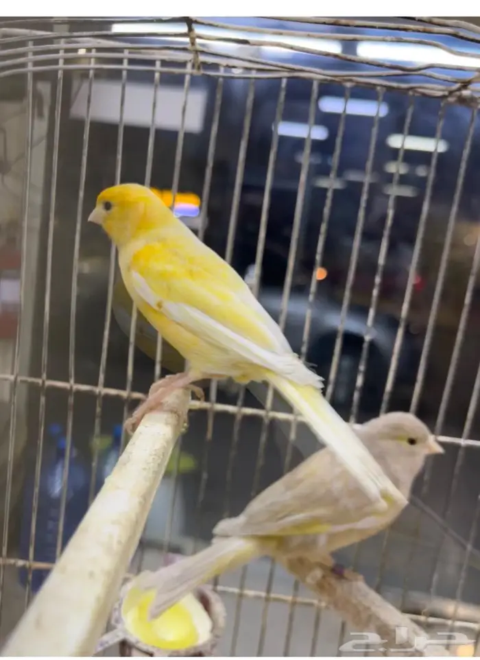 كناري مغرد 0