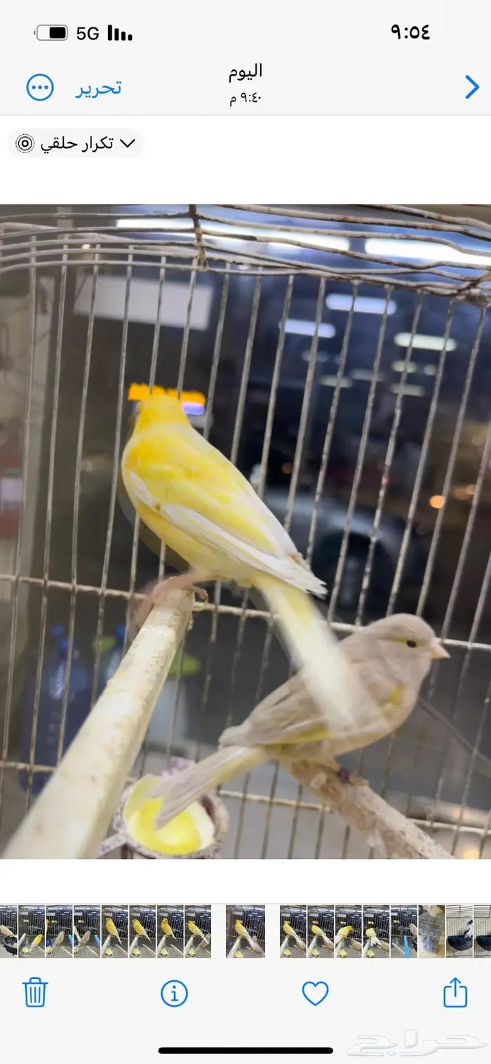 كناري مغرد 29