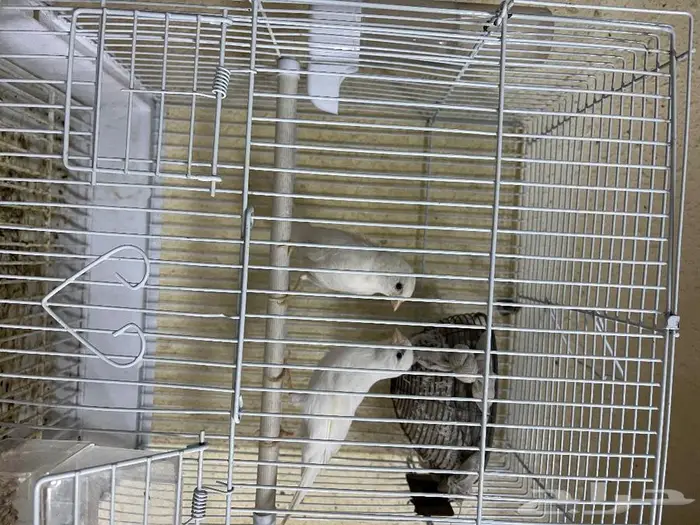 كناري مغرد 20