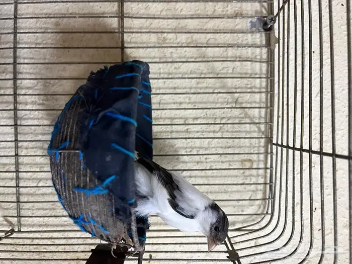 كناري مغرد 17