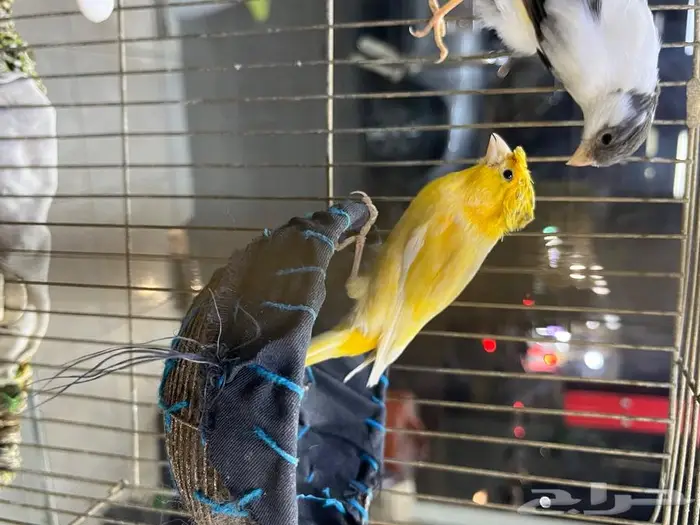 كناري مغرد 26