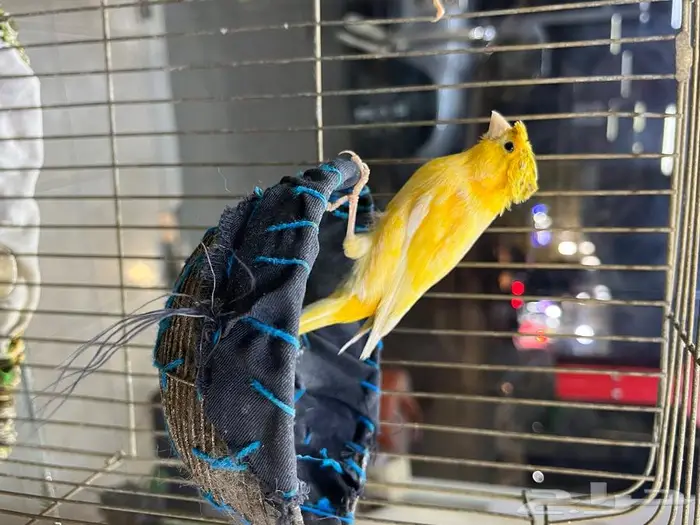 كناري مغرد 3