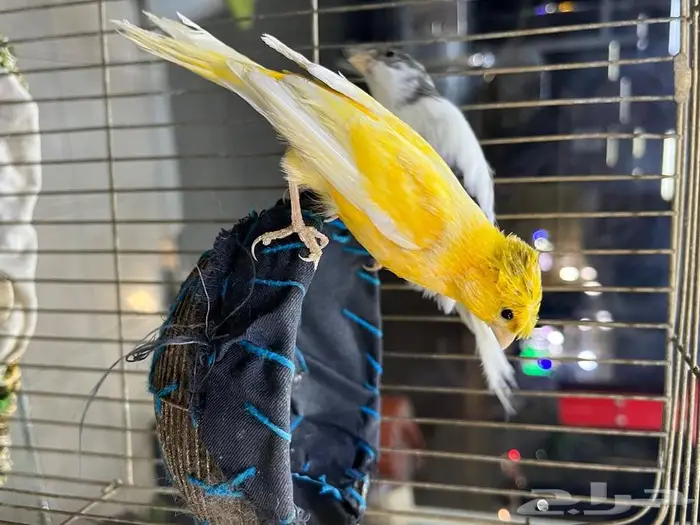 كناري مغرد 27