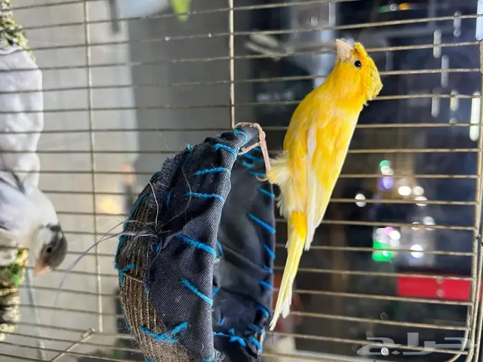 كناري مغرد 30