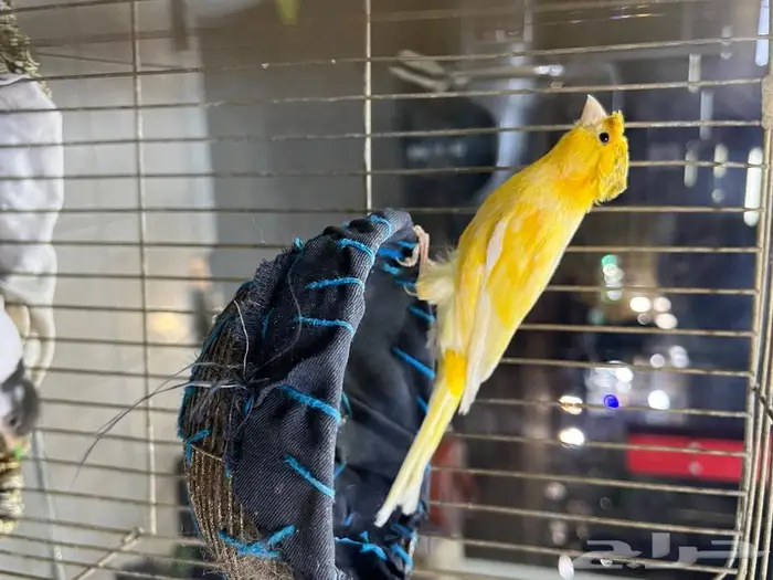 كناري مغرد 31