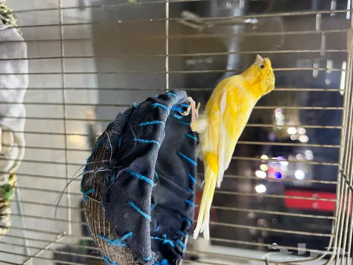 كناري مغرد 32