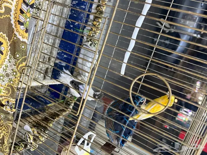 كناري مغرد 33