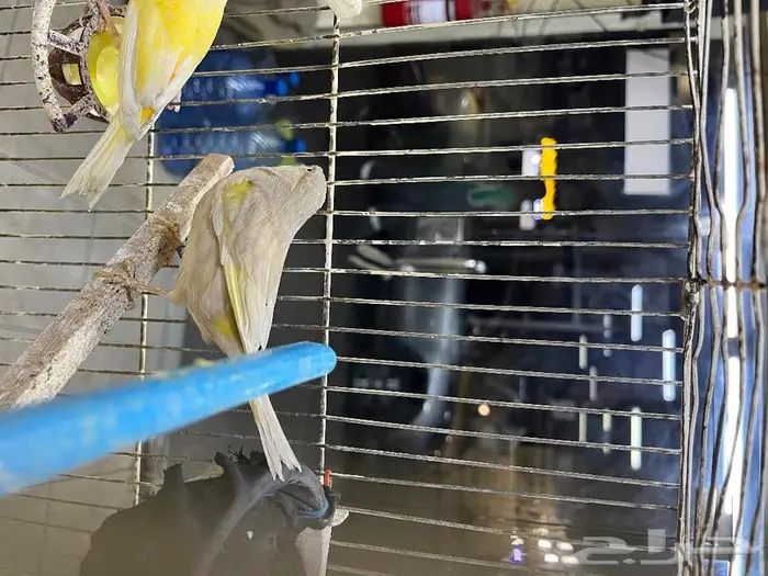 كناري مغرد 42