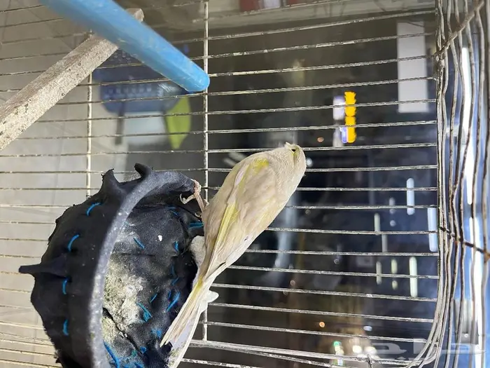 كناري مغرد 43