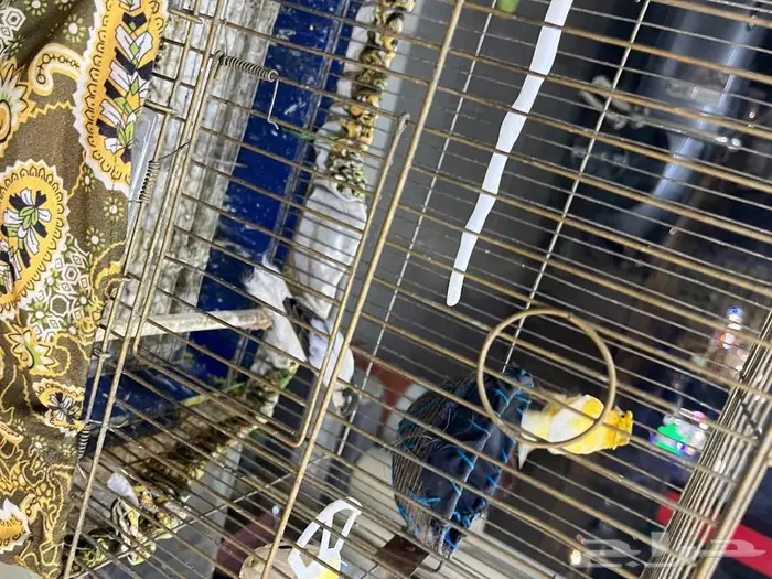 كناري مغرد 44