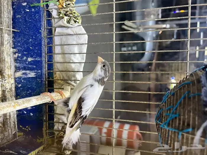 كناري مغرد 45